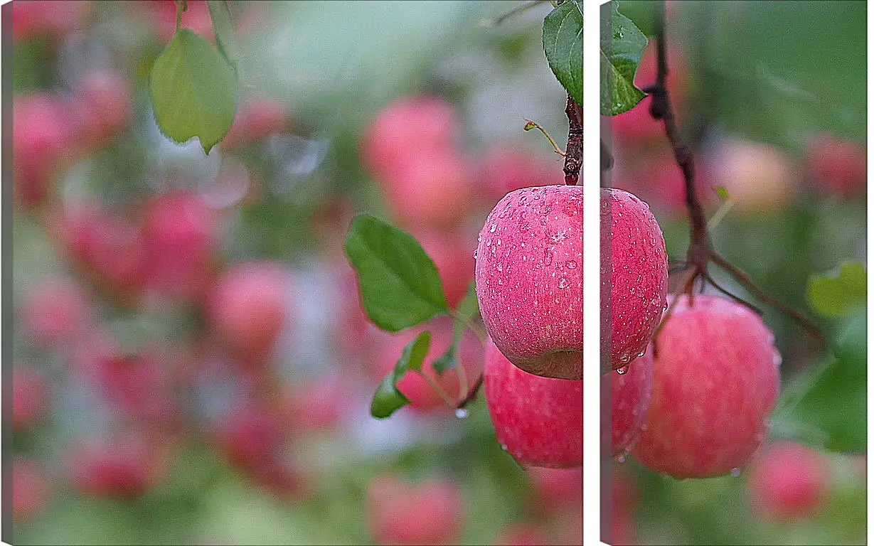 Модульная картина - Красные яблоки на ветвях