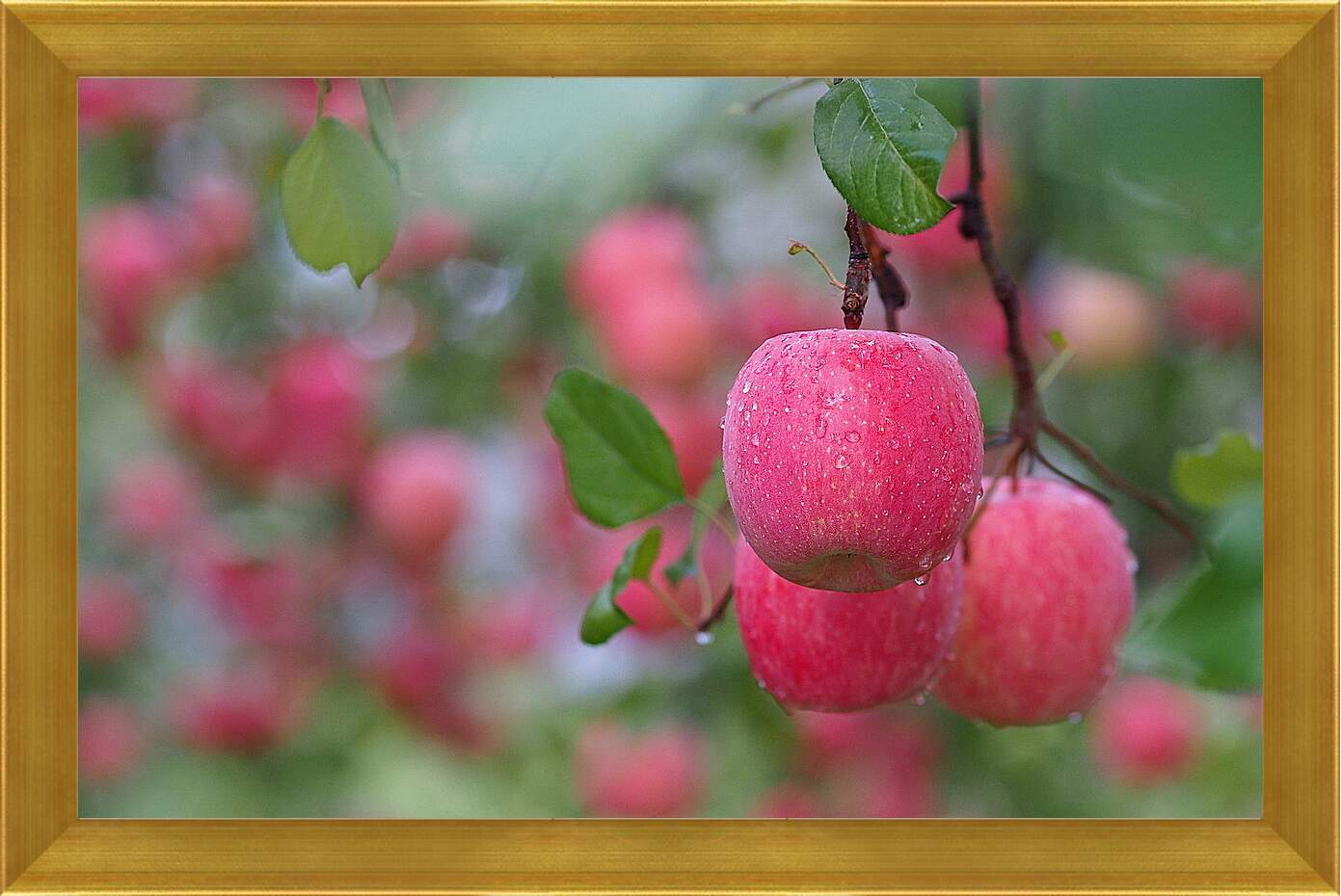 Картина в раме - Красные яблоки на ветвях