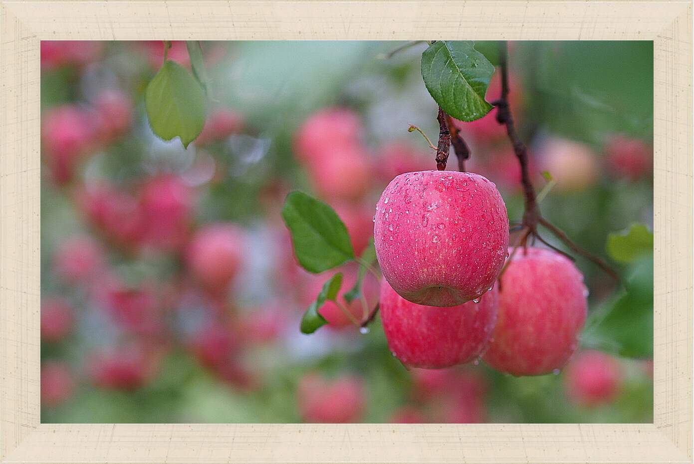 Картина в раме - Красные яблоки на ветвях
