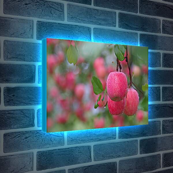 Лайтбокс световая панель - Красные яблоки на ветвях