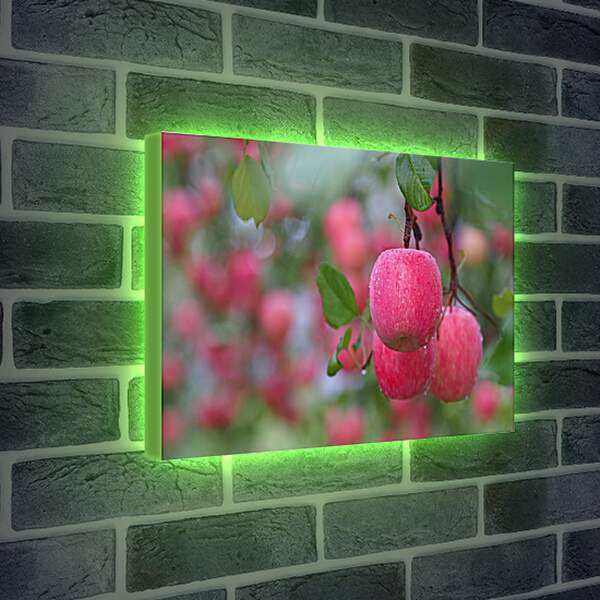 Лайтбокс световая панель - Красные яблоки на ветвях