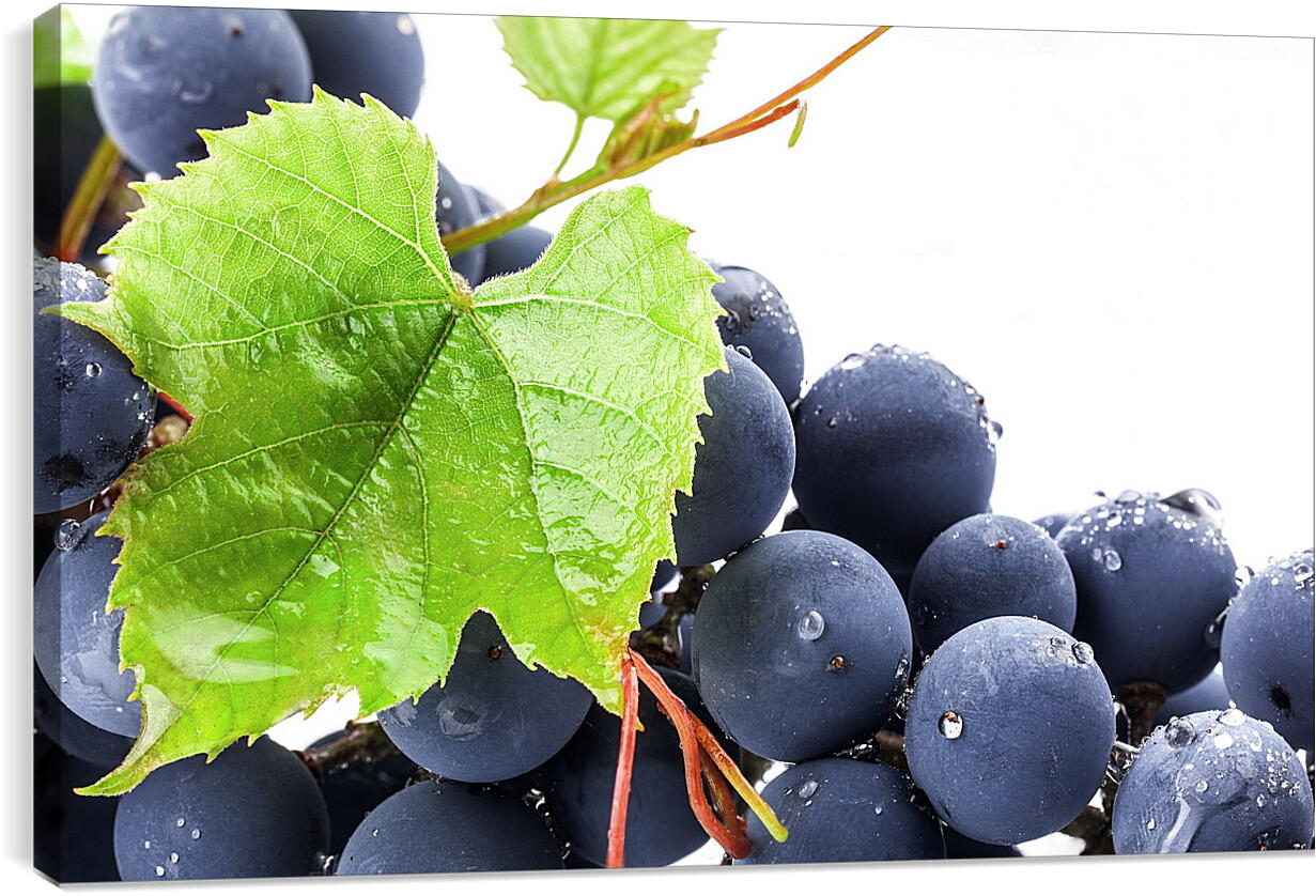 Постер и плакат - Виноградный лист и виноград