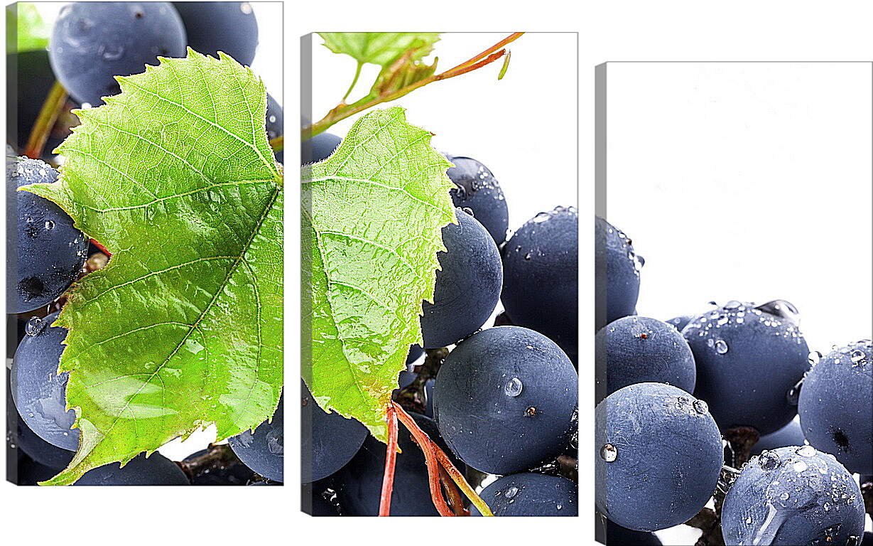 Модульная картина - Виноградный лист и виноград
