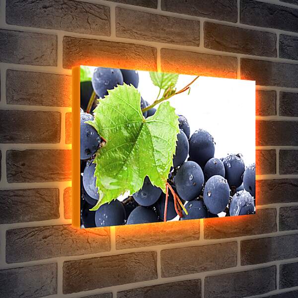 Лайтбокс световая панель - Виноградный лист и виноград