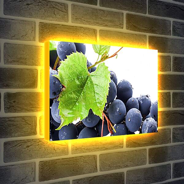 Лайтбокс световая панель - Виноградный лист и виноград
