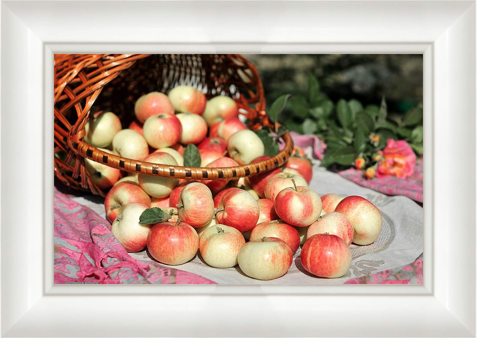 Картина в раме - Рассыпанные яблоки из корзины