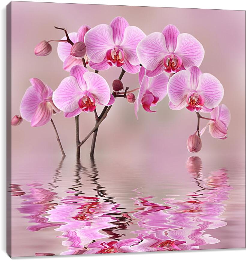 Постер и плакат - Орхидеи над водой