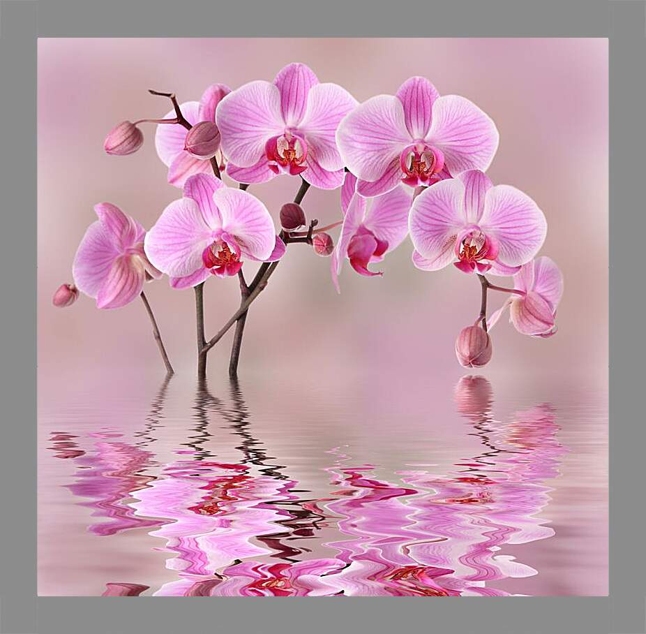Картина в раме - Орхидеи над водой