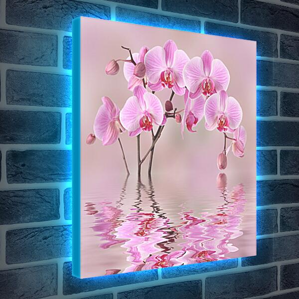 Лайтбокс световая панель - Орхидеи над водой