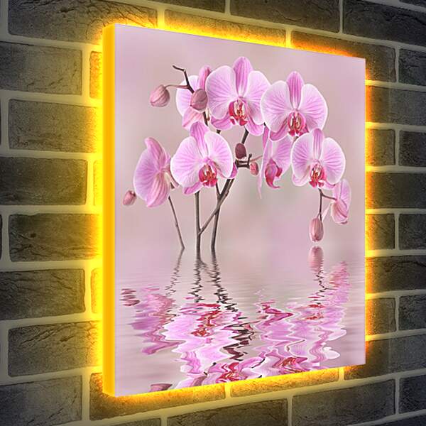 Лайтбокс световая панель - Орхидеи над водой