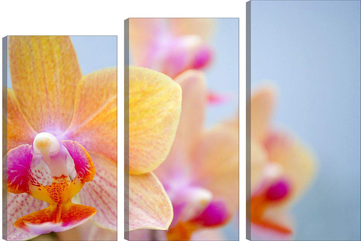 Модульная картина - Желтая орхидея