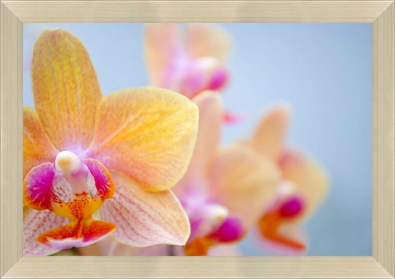 Картина в раме - Желтая орхидея
