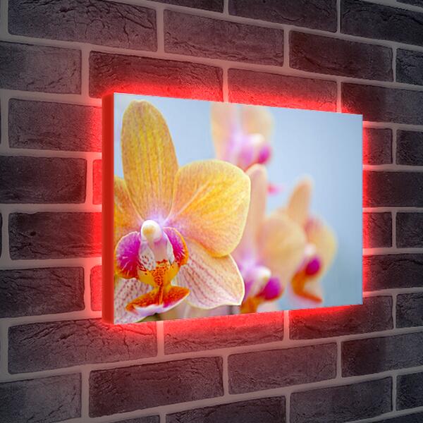 Лайтбокс световая панель - Желтая орхидея