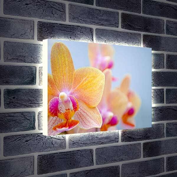 Лайтбокс световая панель - Желтая орхидея
