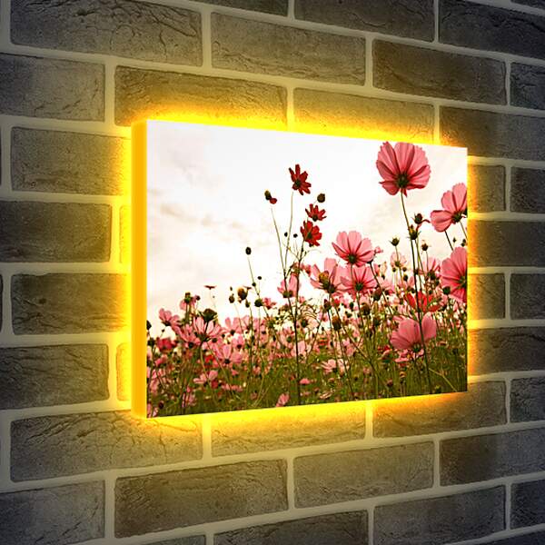 Лайтбокс световая панель - Полевые цветы