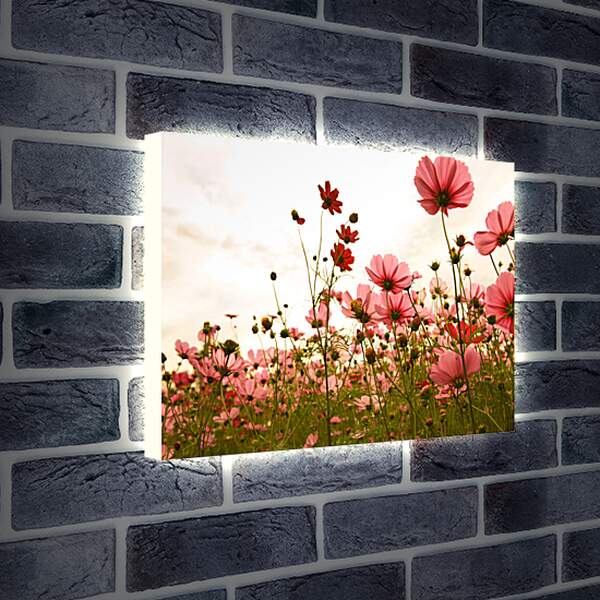 Лайтбокс световая панель - Полевые цветы