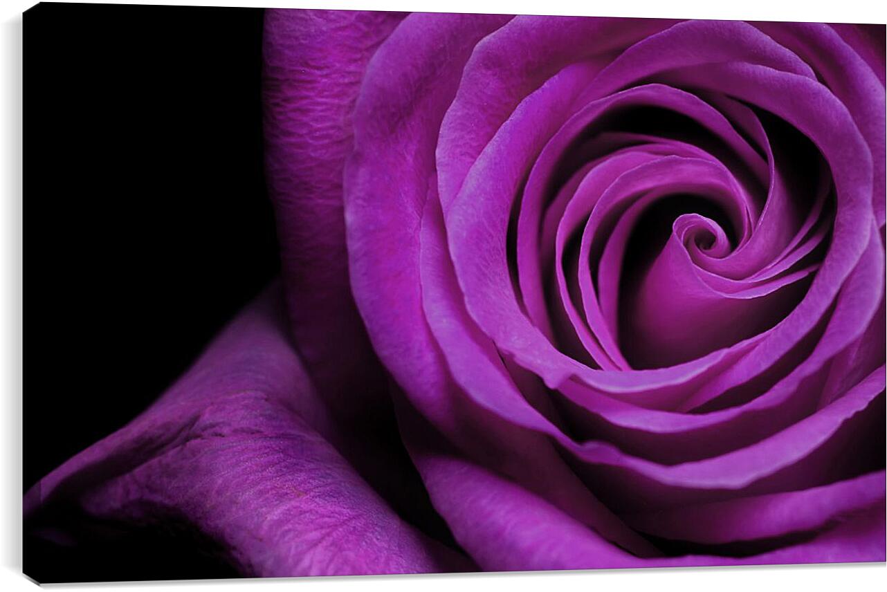 Постер и плакат - Фиолетовая роза