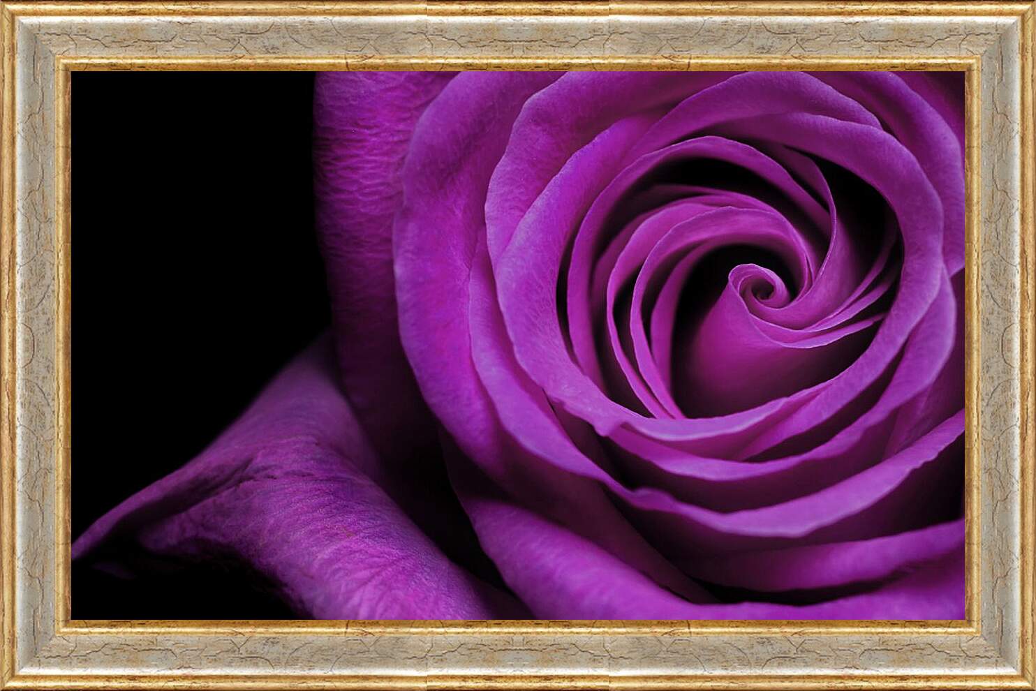 Картина в раме - Фиолетовая роза