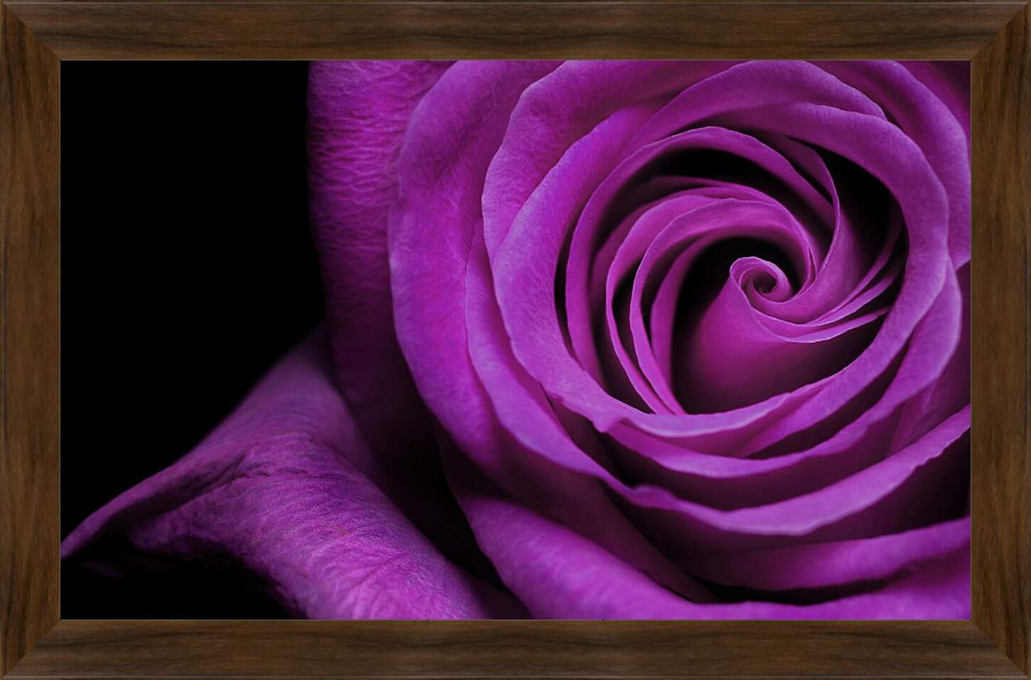 Картина в раме - Фиолетовая роза