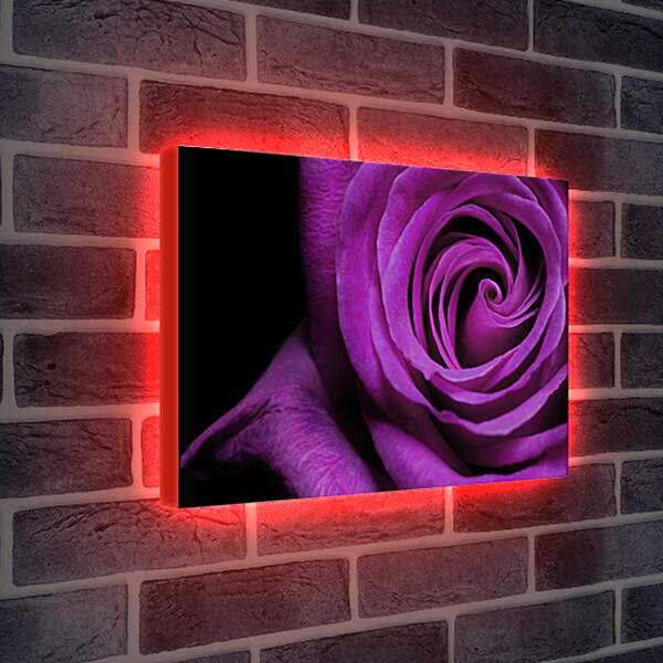 Лайтбокс световая панель - Фиолетовая роза
