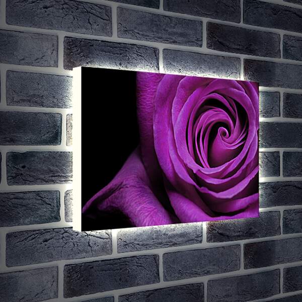 Лайтбокс световая панель - Фиолетовая роза