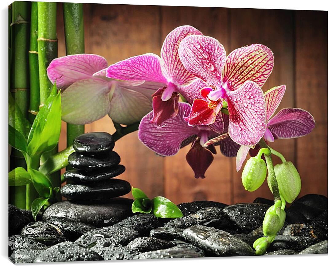 Постер и плакат - СПА орхидеи