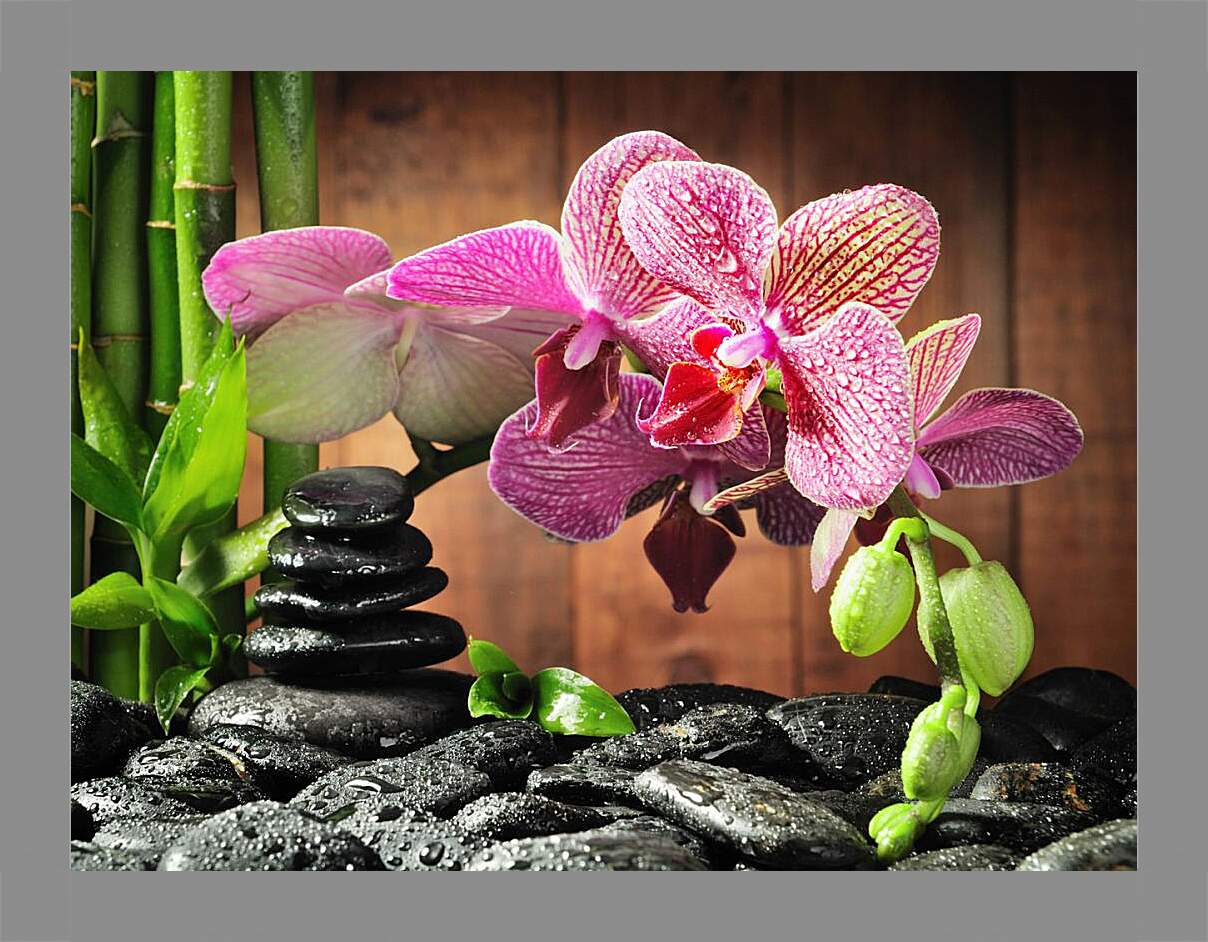 Картина в раме - СПА орхидеи