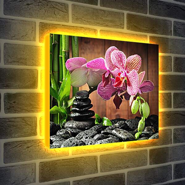 Лайтбокс световая панель - СПА орхидеи