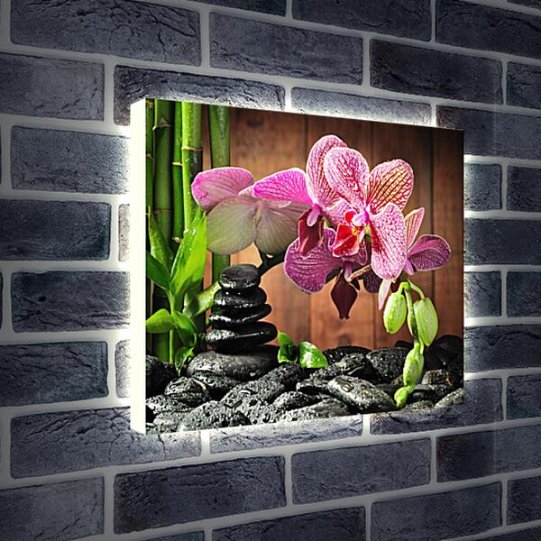 Лайтбокс световая панель - СПА орхидеи