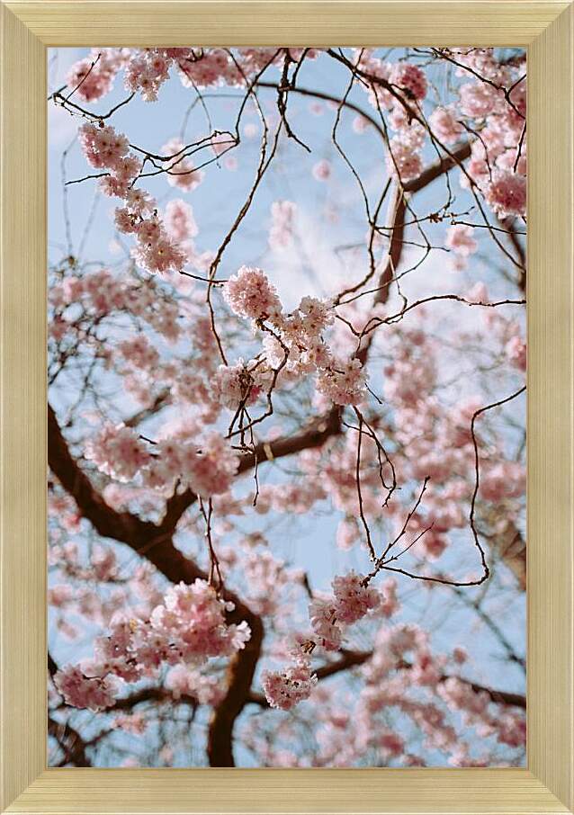 Картина в раме - Дерево Сакуры