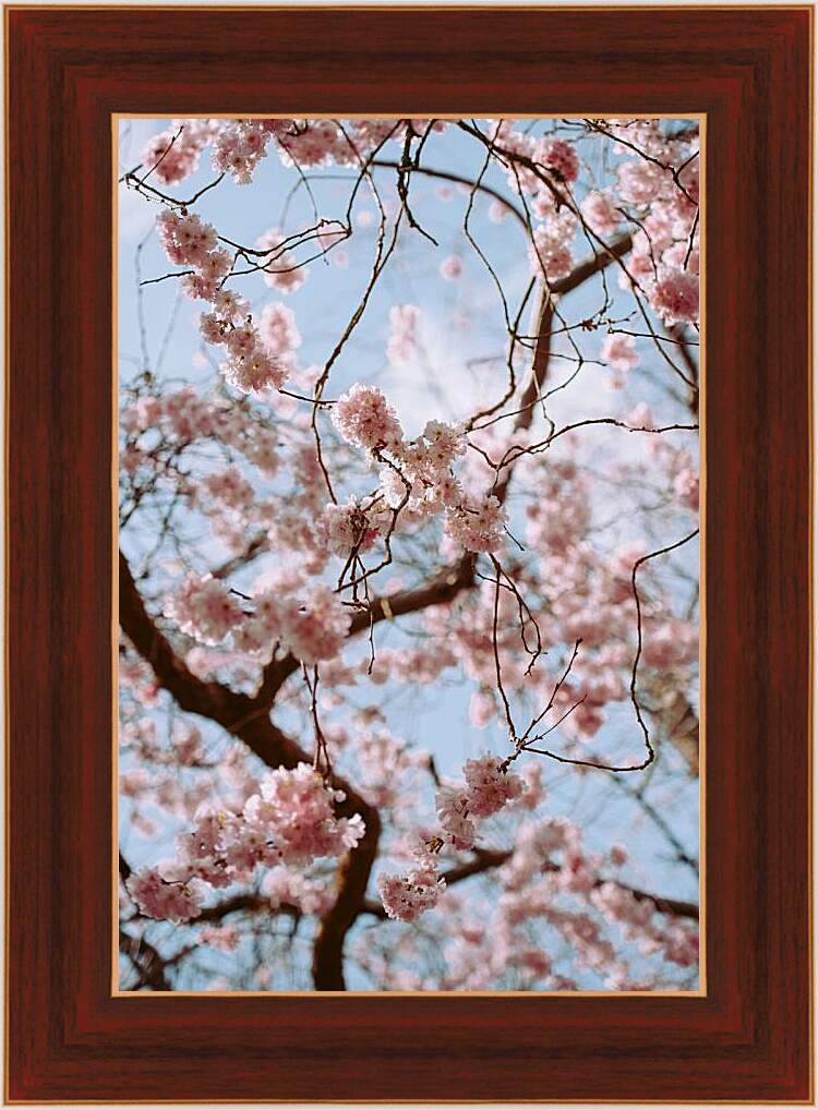 Картина в раме - Дерево Сакуры