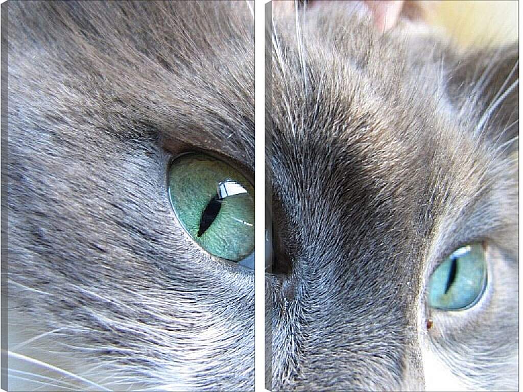 Модульная картина - Глаза кошки
