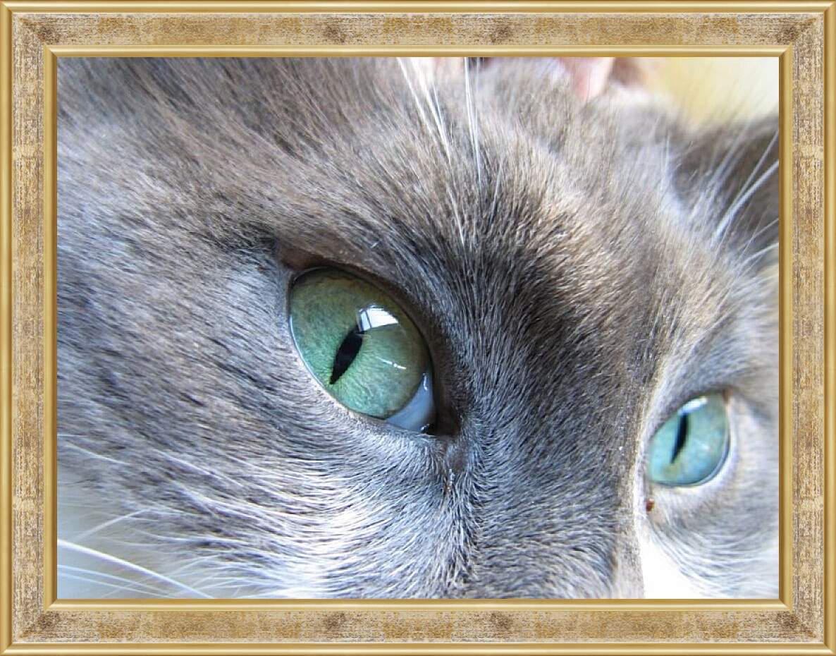 Картина в раме - Глаза кошки