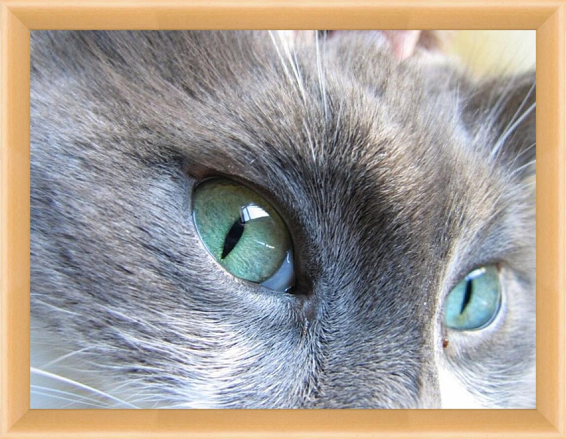 Картина в раме - Глаза кошки