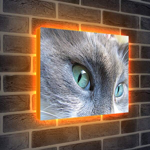 Лайтбокс световая панель - Глаза кошки