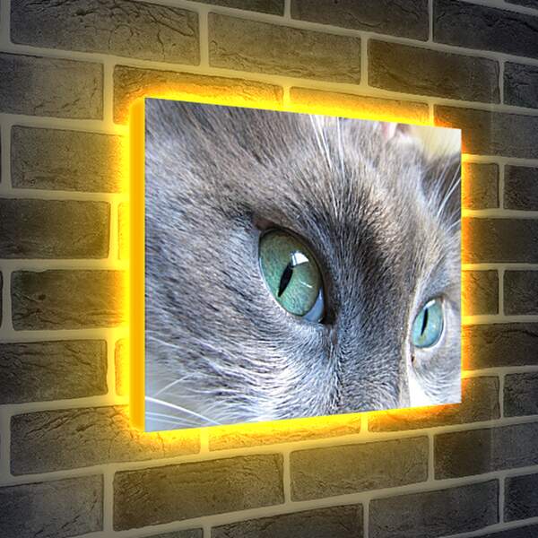 Лайтбокс световая панель - Глаза кошки