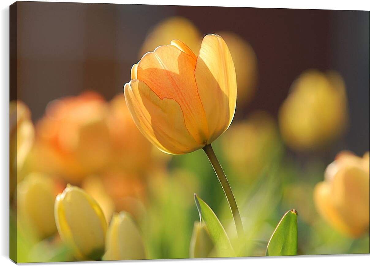 Постер и плакат - Оранжевые тюльпаны