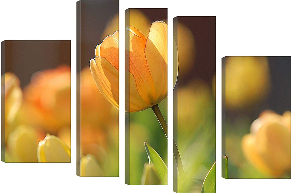 Модульная картина - Оранжевые тюльпаны