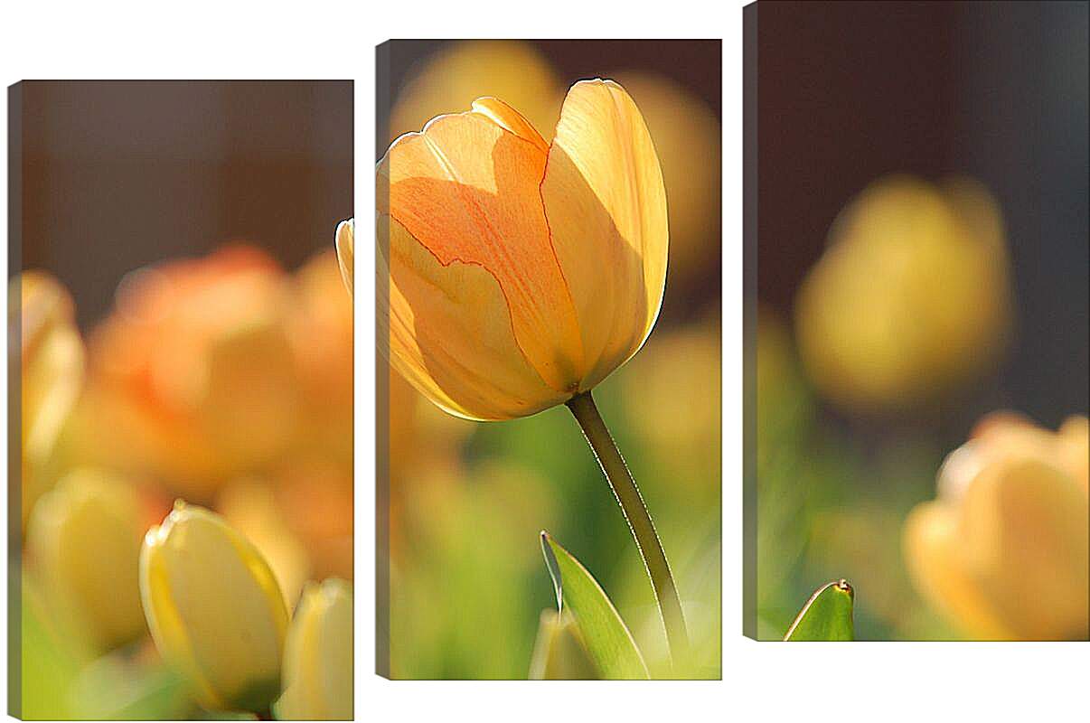 Модульная картина - Оранжевые тюльпаны