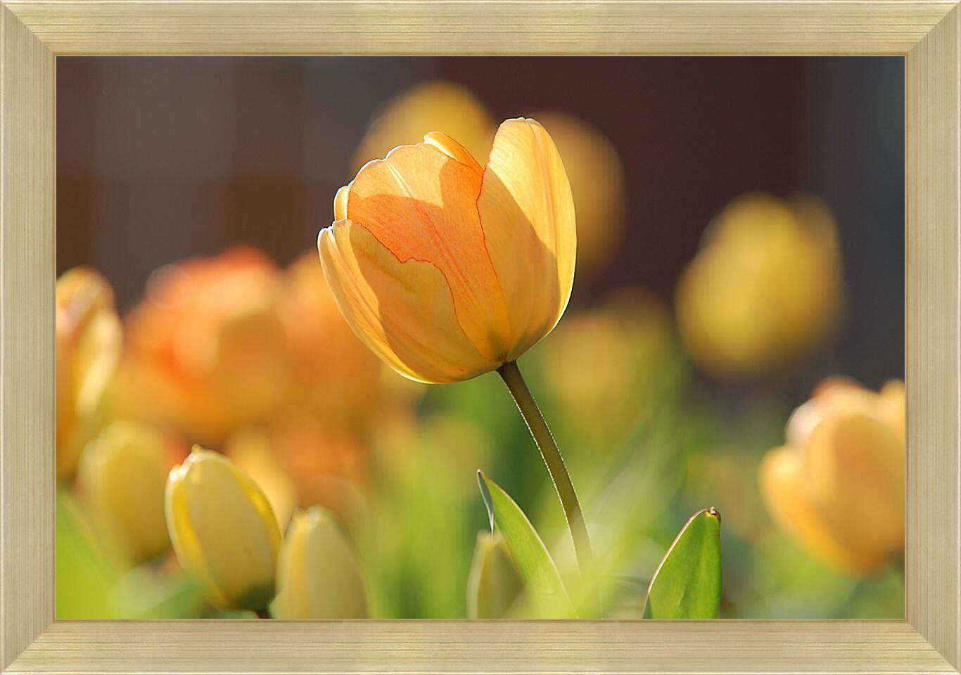 Картина в раме - Оранжевые тюльпаны