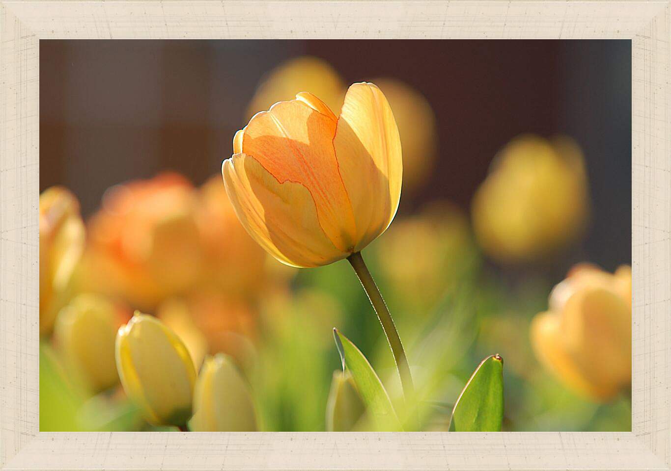 Картина в раме - Оранжевые тюльпаны
