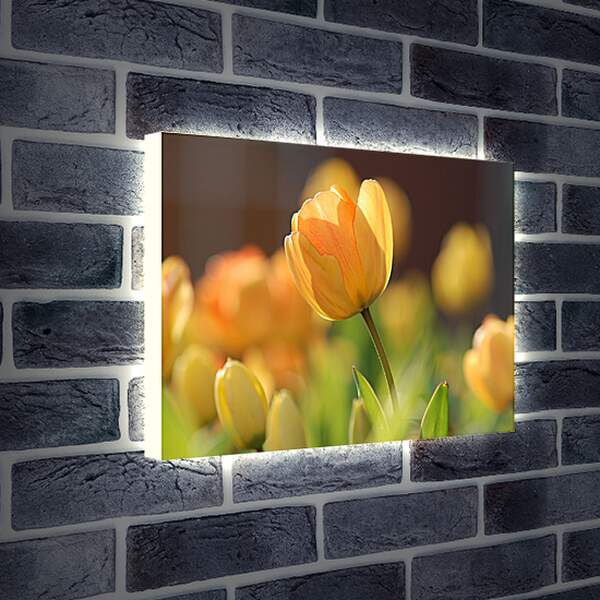 Лайтбокс световая панель - Оранжевые тюльпаны