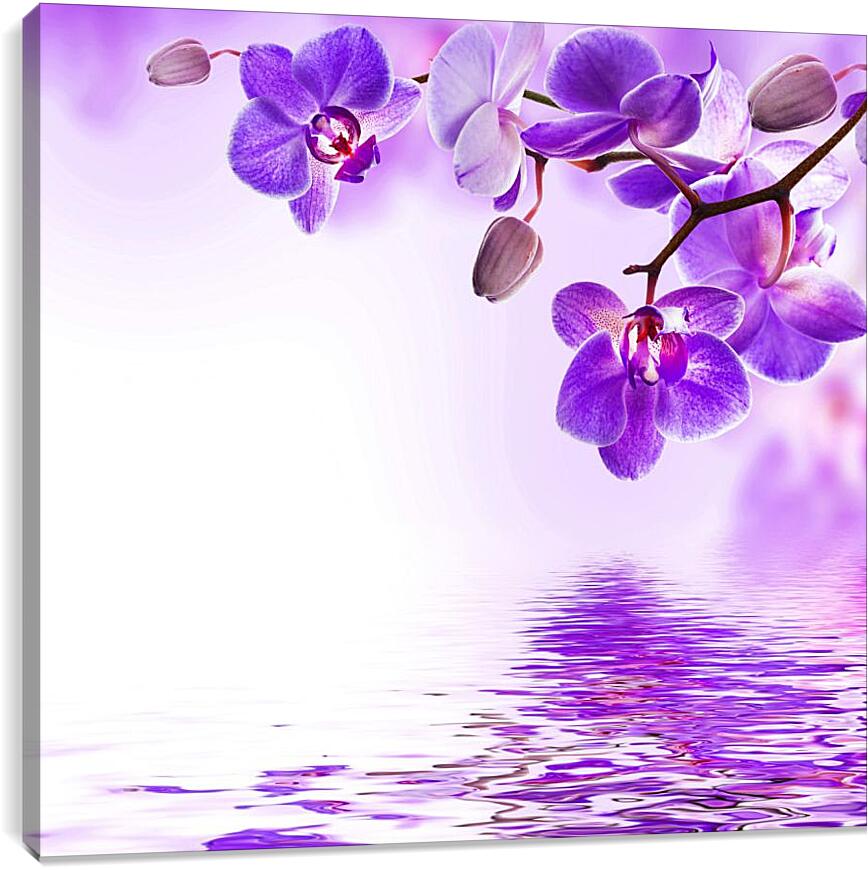 Постер и плакат - Фиолетовые орхидеи