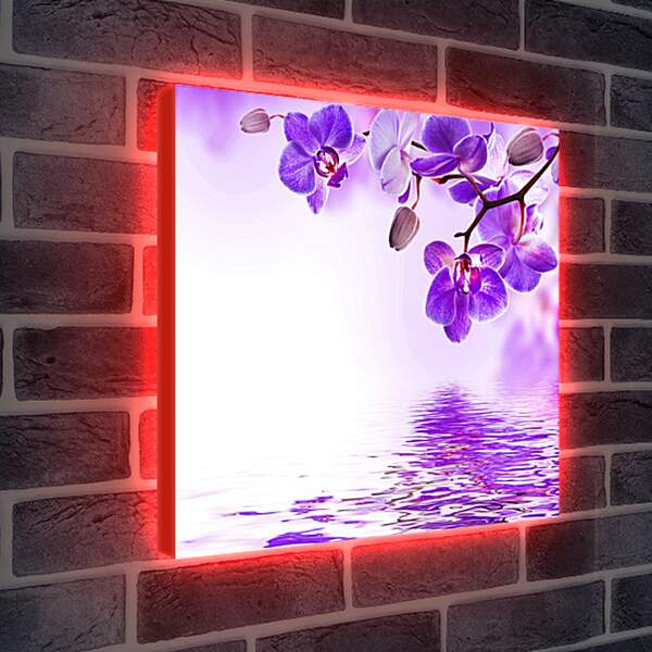 Лайтбокс световая панель - Фиолетовые орхидеи