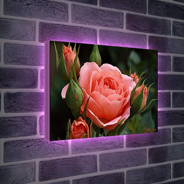 Лайтбокс световая панель - Розовые бутоны