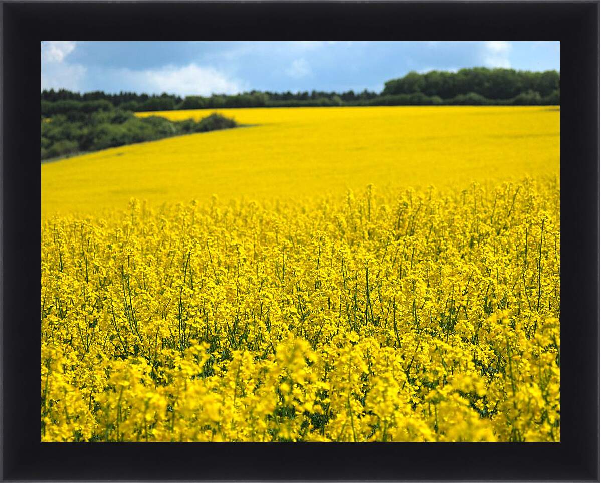 Виднелось желтое поле. Желтое поле. Картина желтое поле. Фото в желтом поле. Желтая картина.
