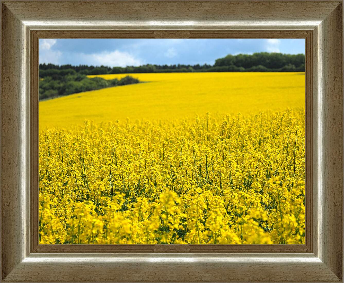 Картина в раме - Желтое поле