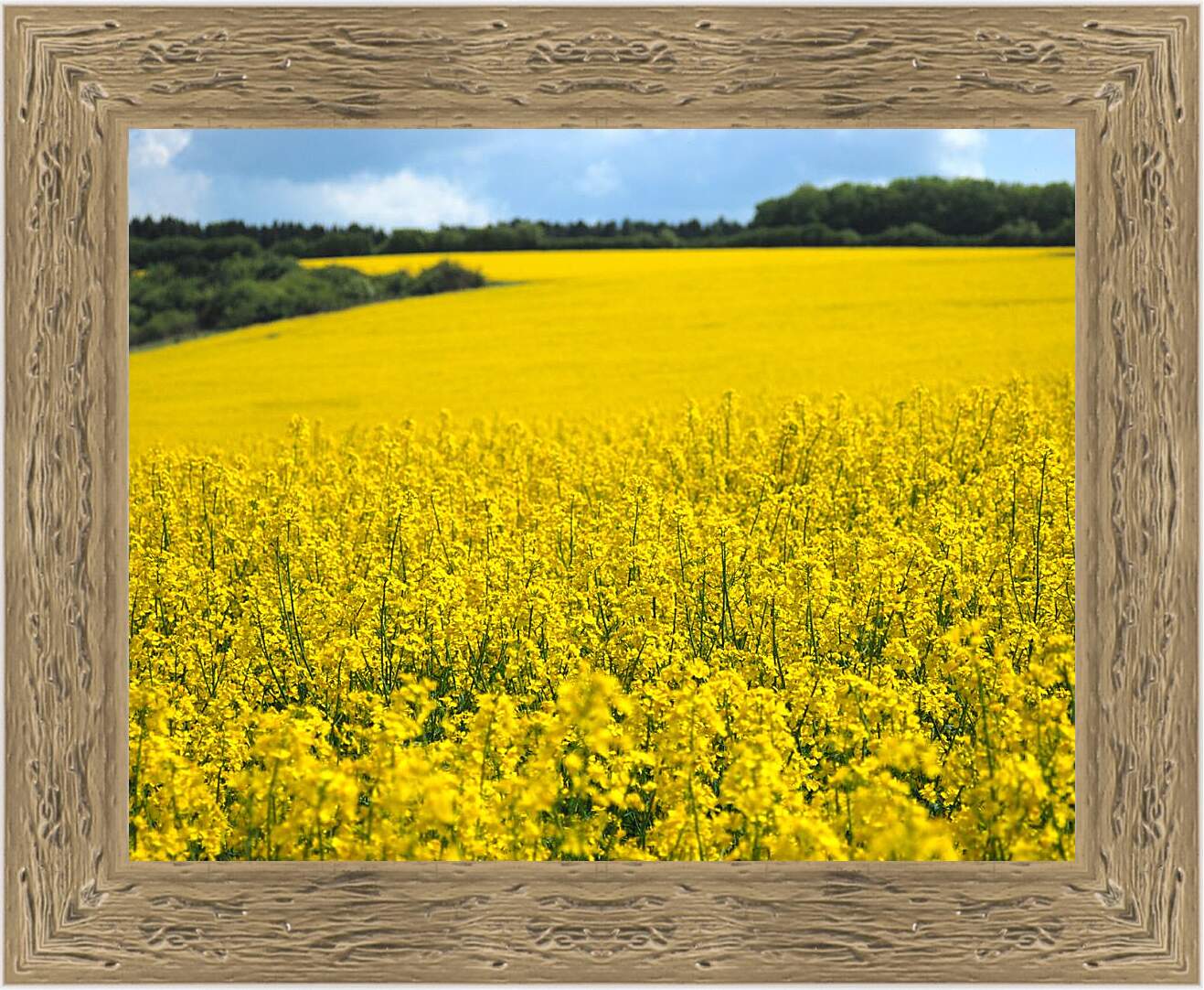 Картина в раме - Желтое поле