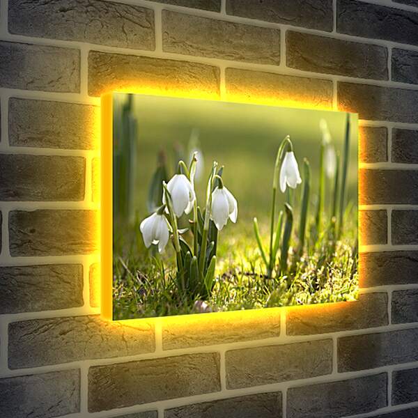 Лайтбокс световая панель - Подснежники весной