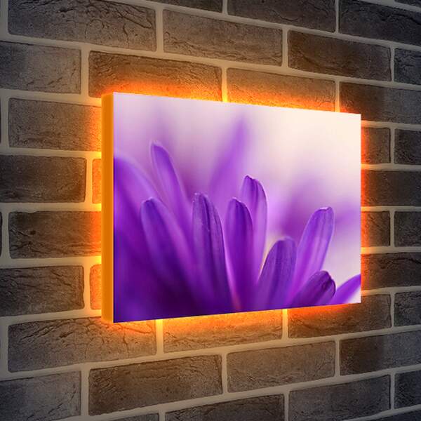 Лайтбокс световая панель - Лепестки цветка